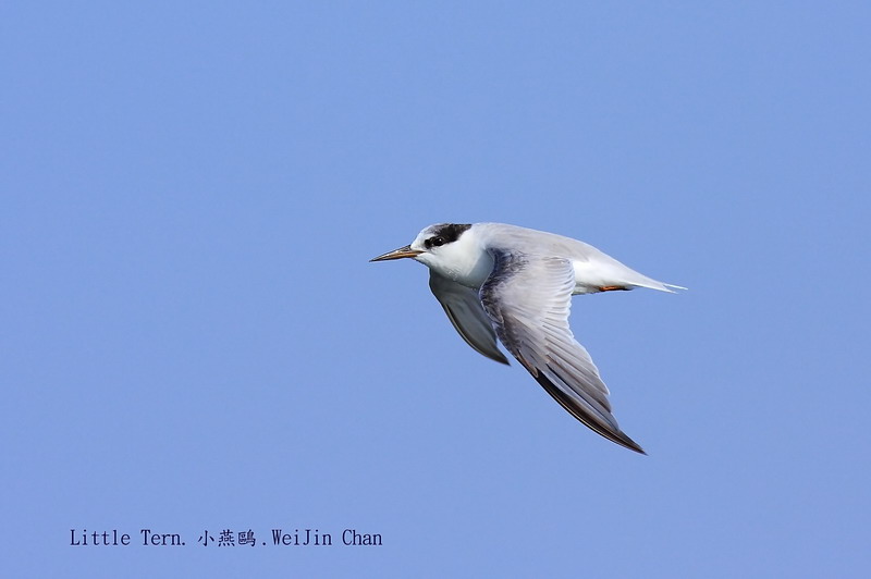 Little Tern.小燕鷗.02.jpg