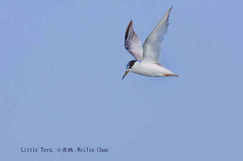 Little Tern.小燕鷗.01a.jpg