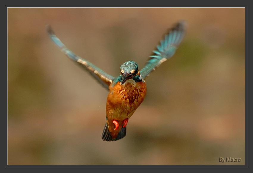 Commen Kingfisher 1.jpg