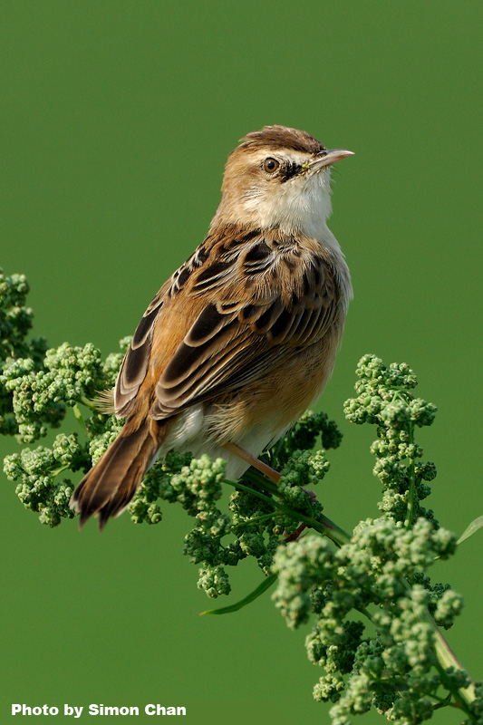 Zitting Cisticola-1.jpg