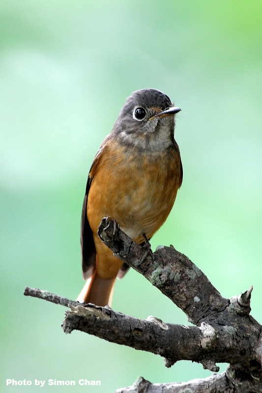 Ferruginous Flycatcher_4.jpg