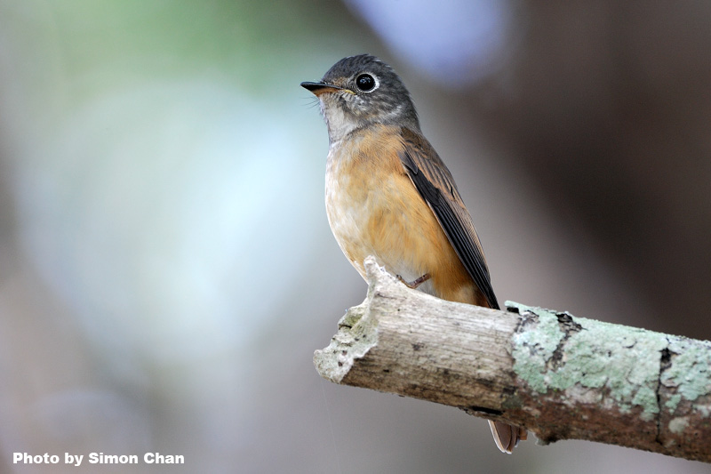 Ferruginous Flycatcher_2.jpg