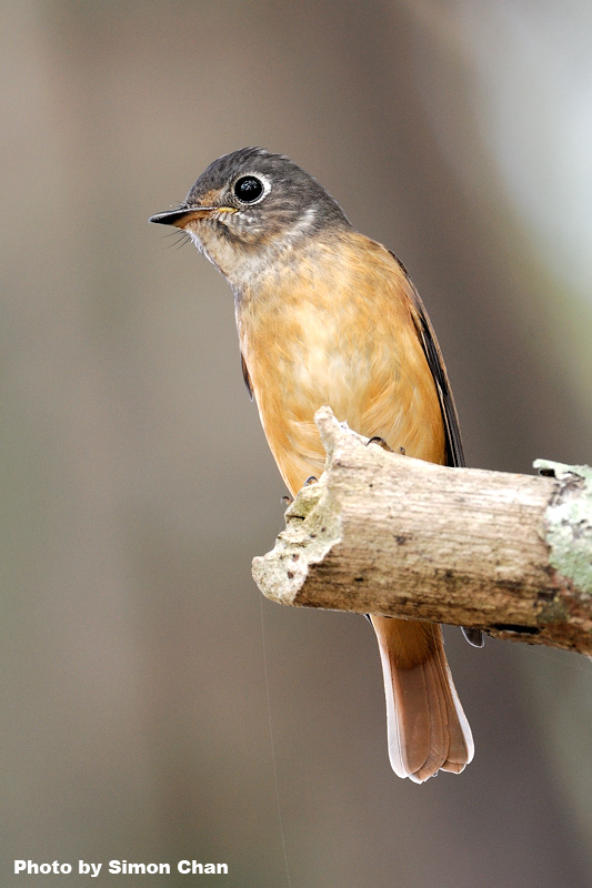 Ferruginous Flycatcher_5.jpg