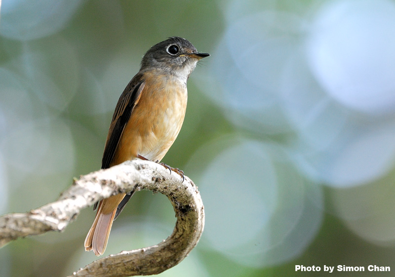 Ferruginous Flycatcher_1.jpg