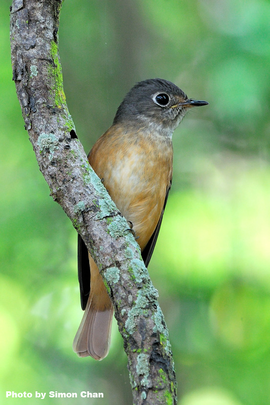 Ferruginous Flycatcher_3.jpg