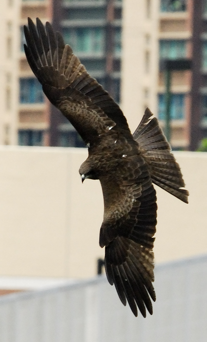 黑鳶(麻鷹)1.jpg