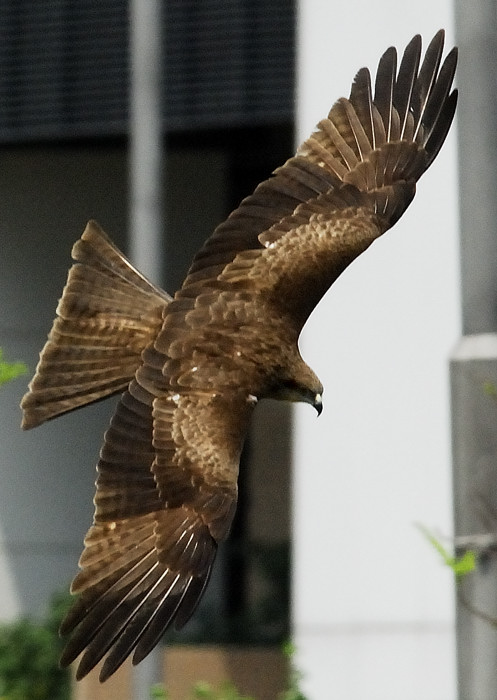 黑鳶(麻鷹)2.jpg