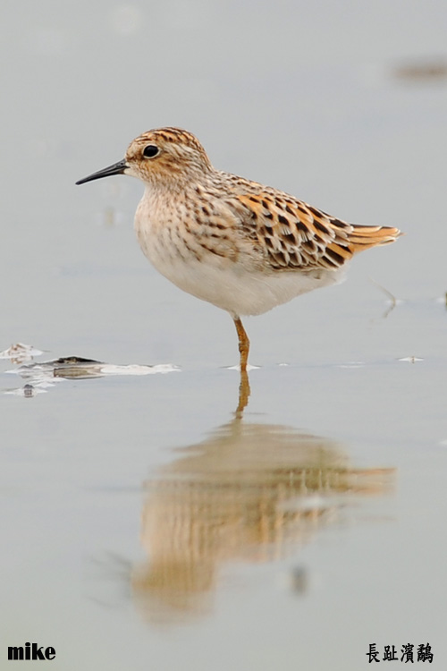 longtoed_stint3.jpg