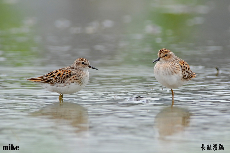 longtoed_stint1.jpg