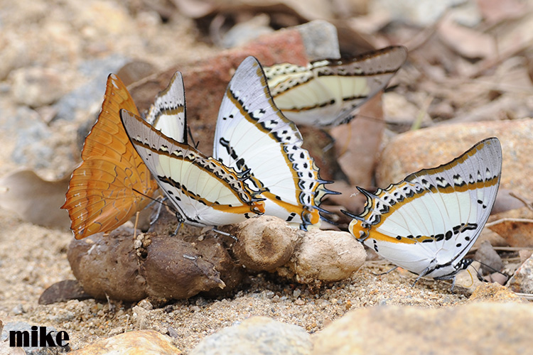 butterflies1.jpg