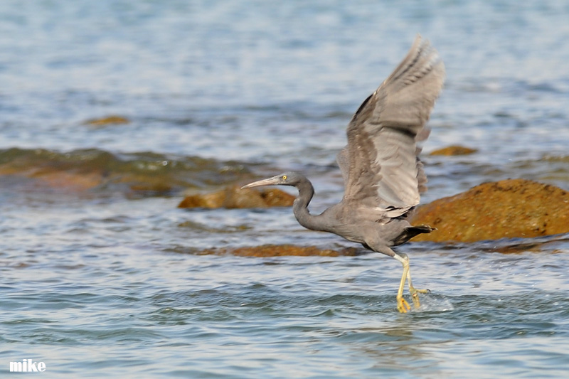 rock_heron2.jpg