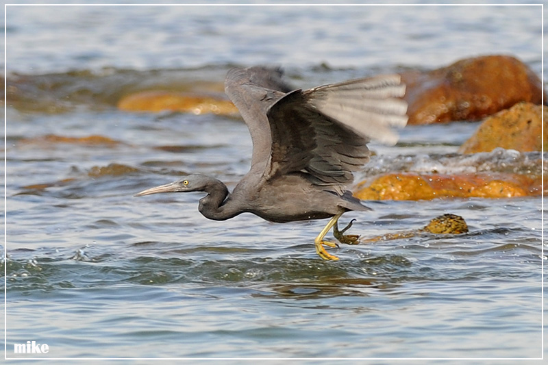 rock_heron1.jpg