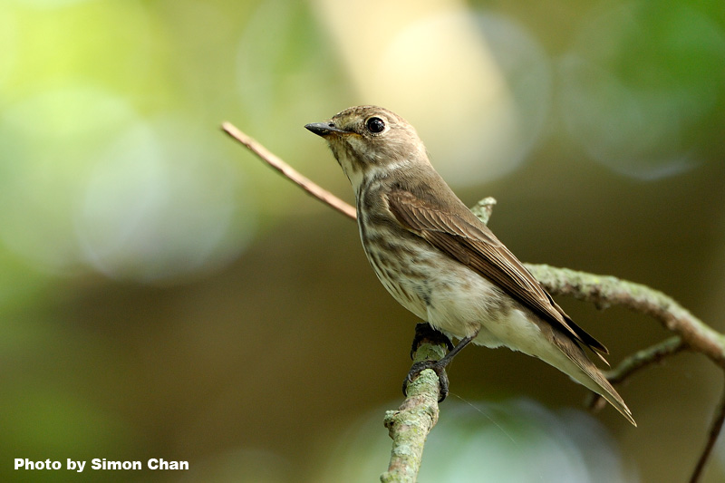 Grey-streaked Flycatcher_2.jpg