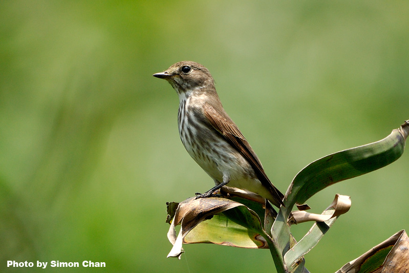 Grey-streaked Flycatcher_1.jpg