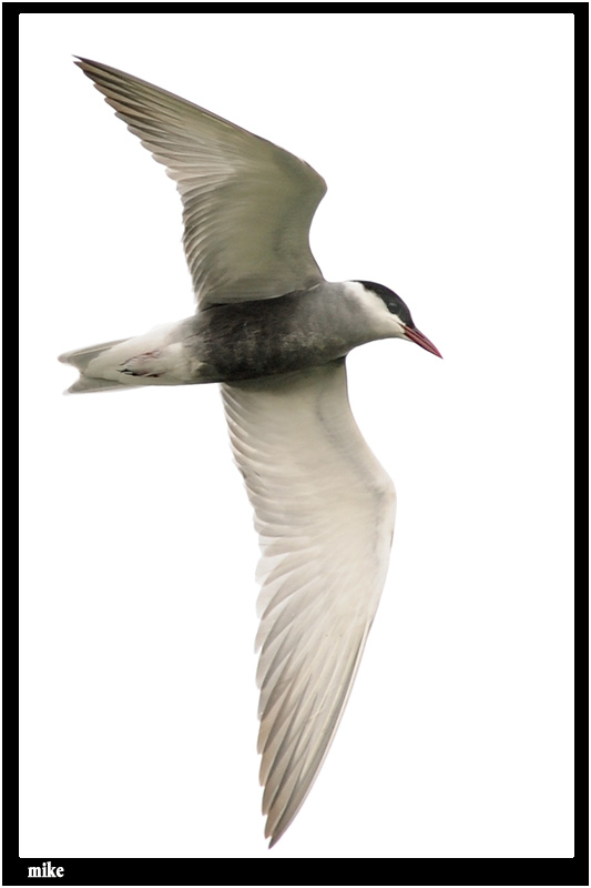 whiskered_tern9.jpg