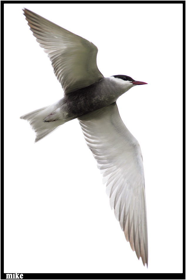 whiskered_tern11.jpg