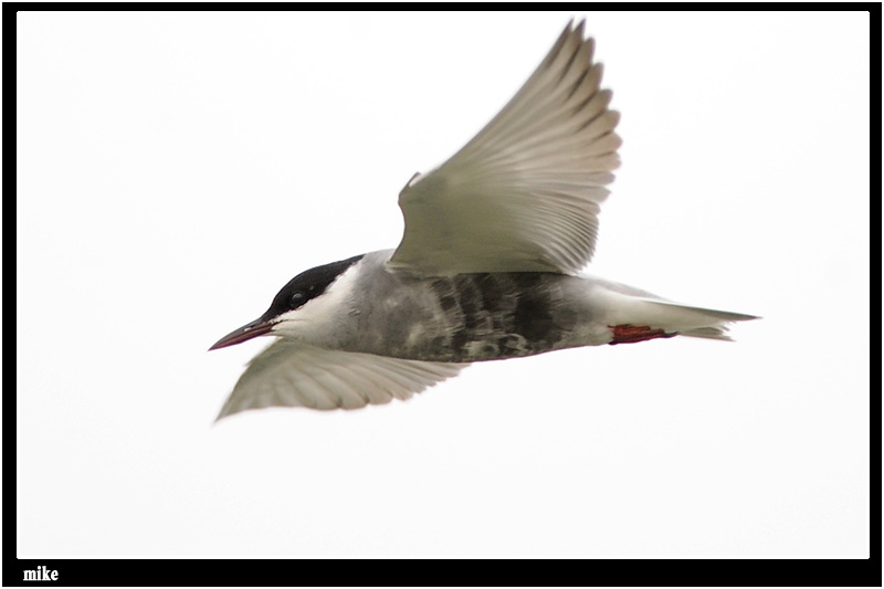 whiskered_tern10.jpg