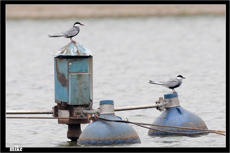 whiskered_tern3.jpg