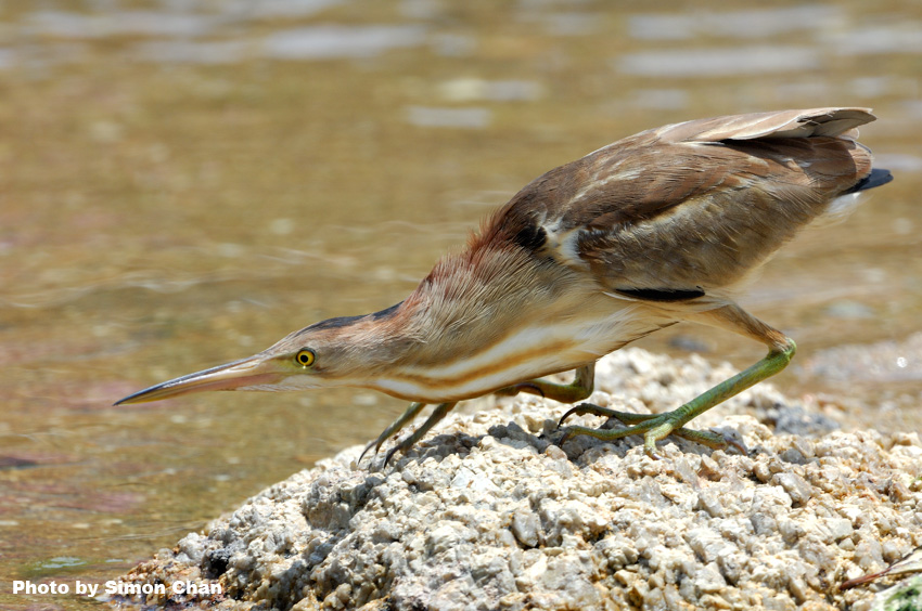 Yellow Bittern_1.jpg