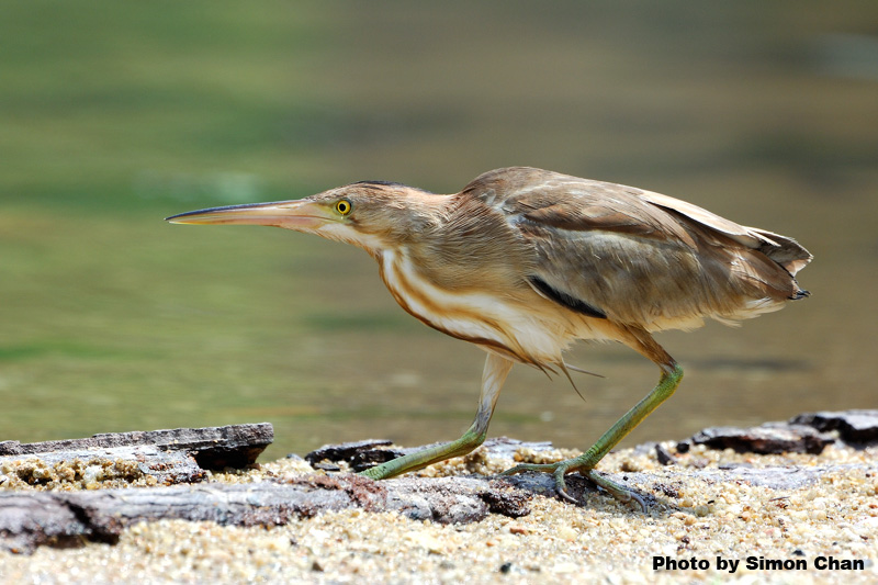 Yellow Bittern_3.jpg