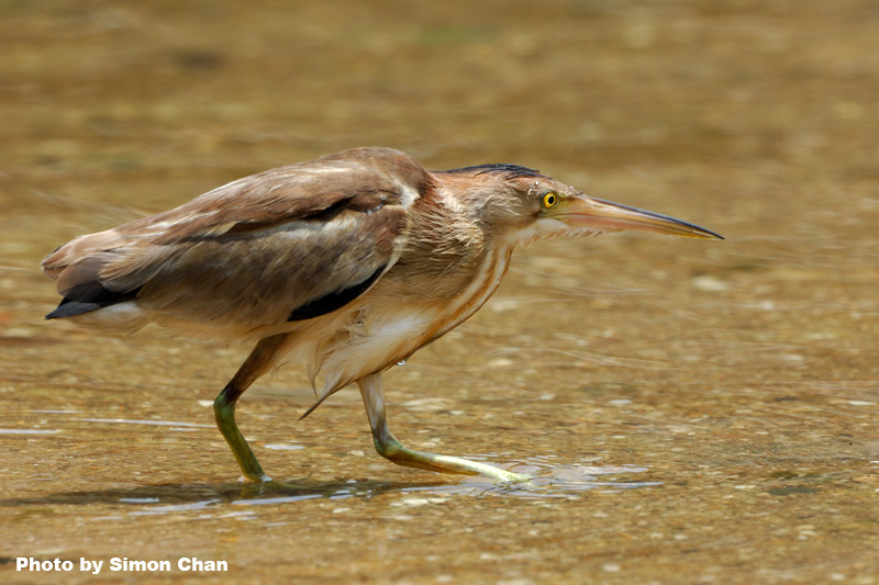 Yellow Bittern_2.jpg