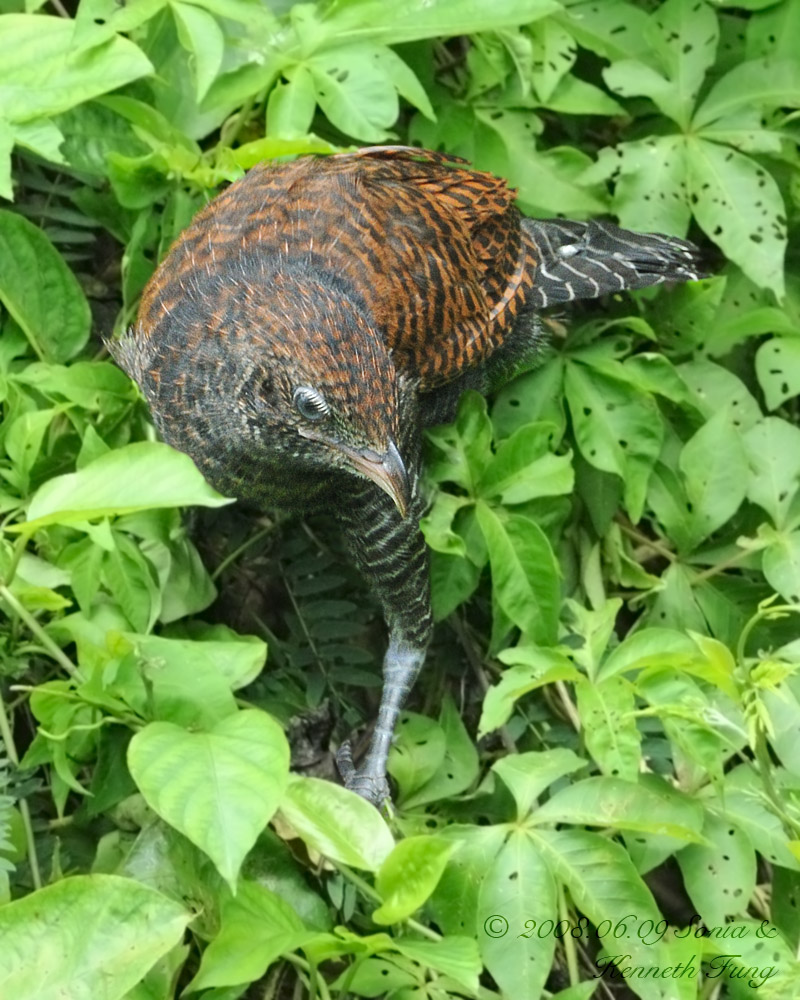 褐翅鸦鹃幼鸟 greater coucal juv.