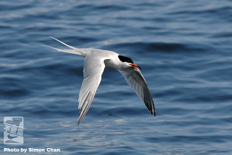 Roseate Tern.jpg