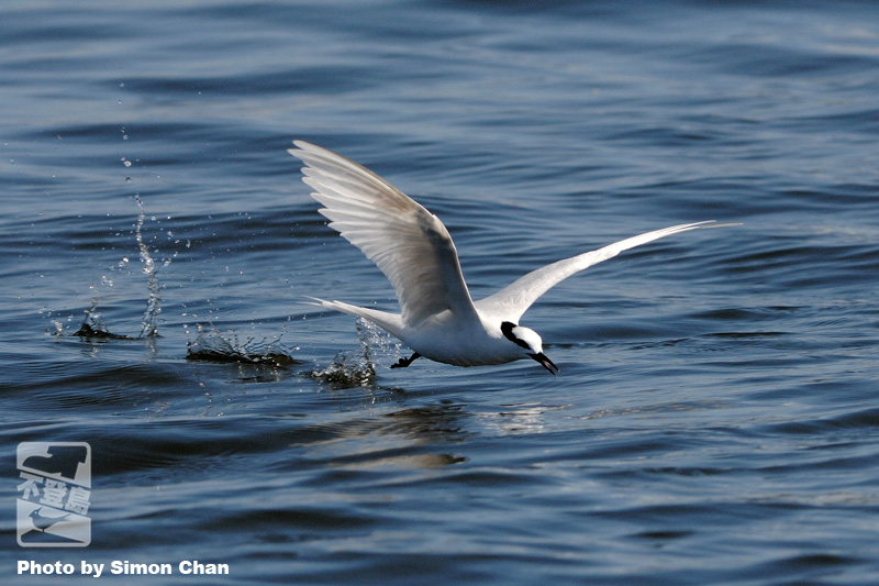 Black-naped Tern.jpg