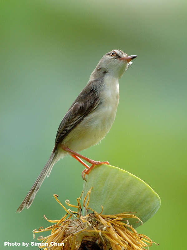 Plain Prinia_2.jpg