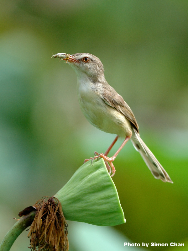 Plain Prinia_1.jpg