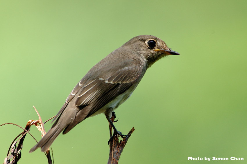 Dark-sided Flycatcher_3.jpg