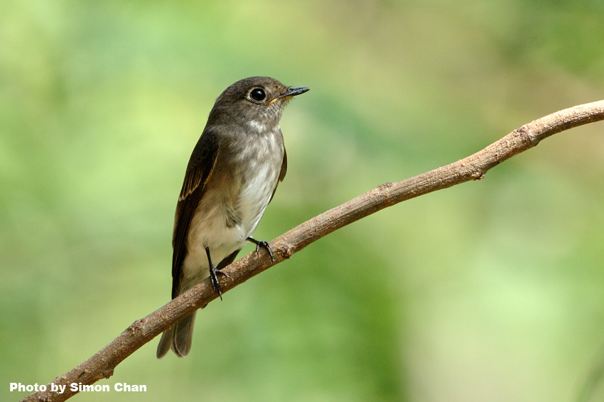 Dark-sided Flycatcher_2.jpg