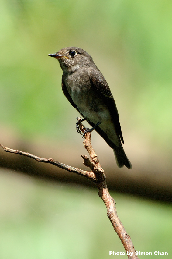 Dark-sided Flycatcher_1.jpg