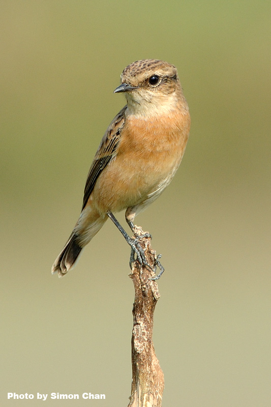 Common Stonechat_1.jpg