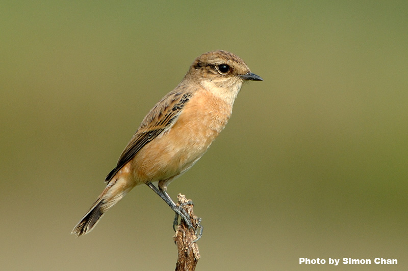 Common Stonechat_2.jpg