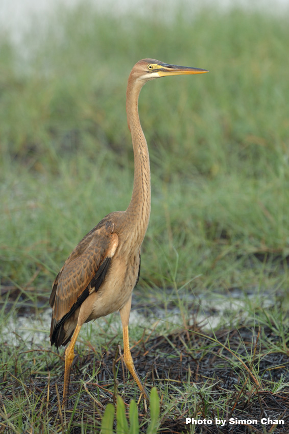 Purple Heron.jpg