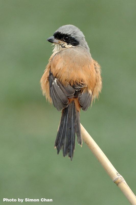 Long-tailed Shrike-1.jpg