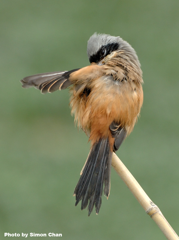 Long-tailed Shrike_3.jpg