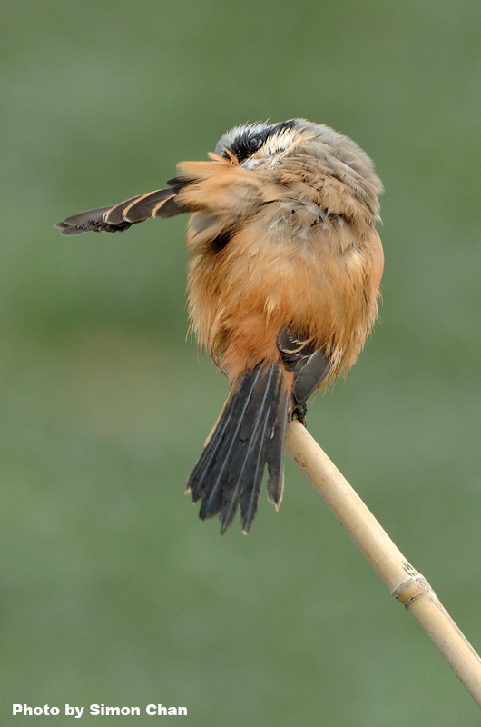 Long-tailed Shrike-2.jpg