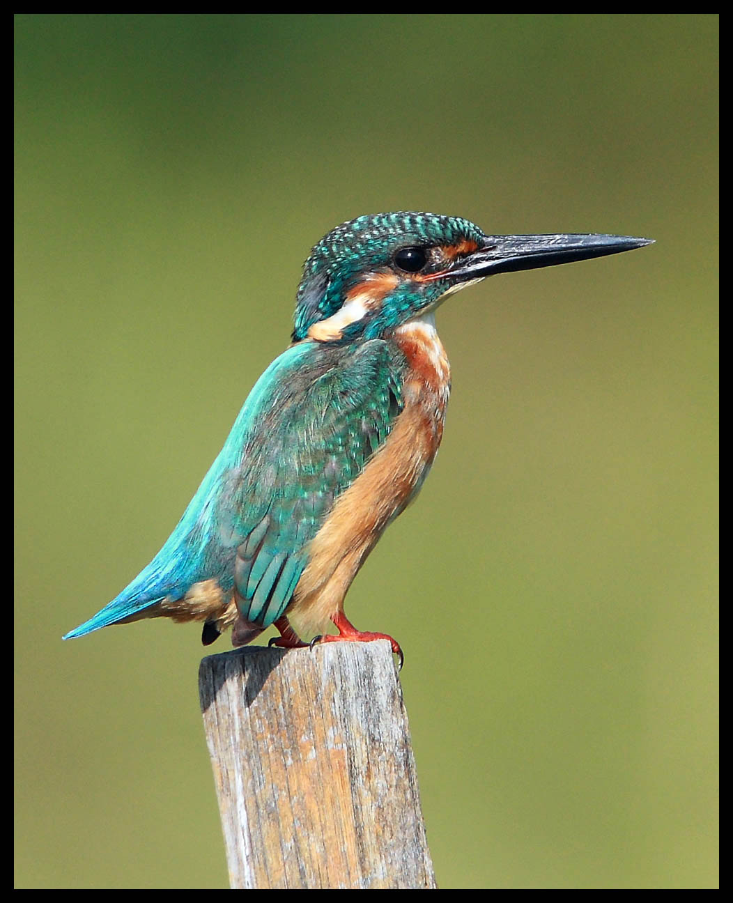 Common Kingfisher 普通翠鳥 b1.jpg