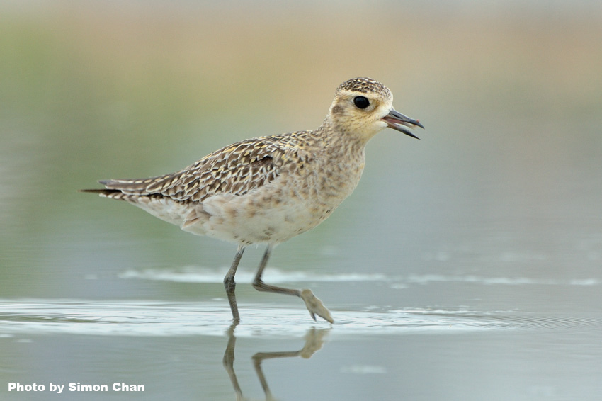 Pacific Golden Plover_2.jpg