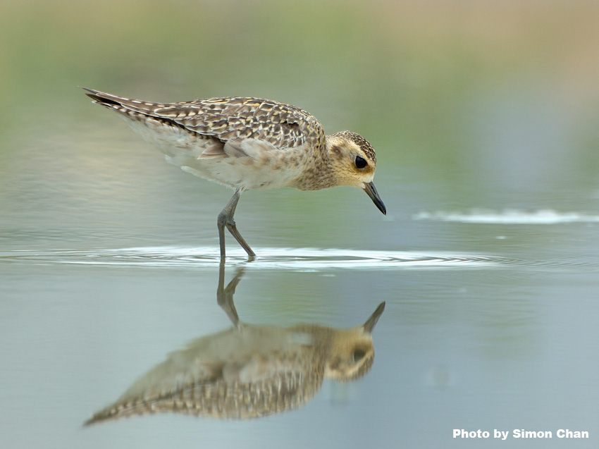 Pacific Golden Plover_3.jpg