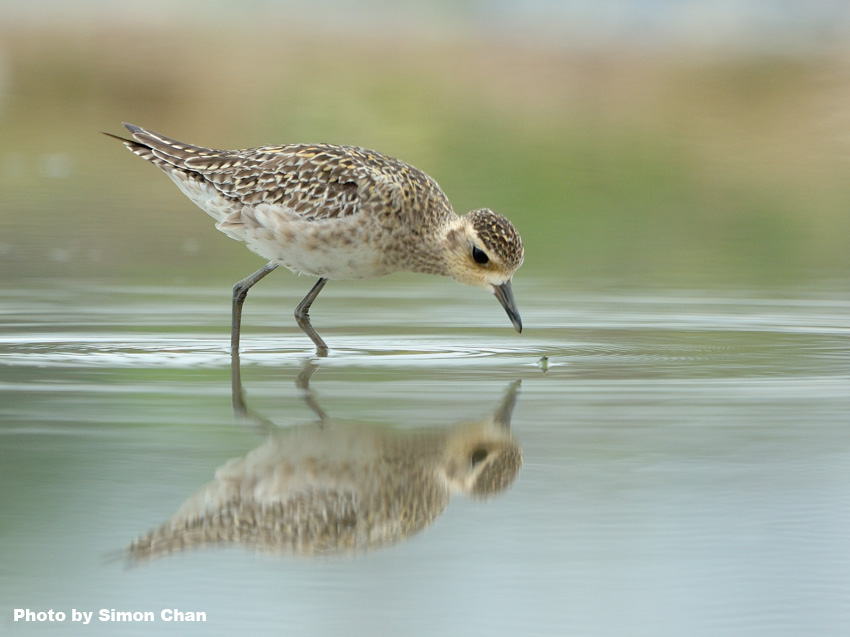 Pacific Golden Plover_4.jpg