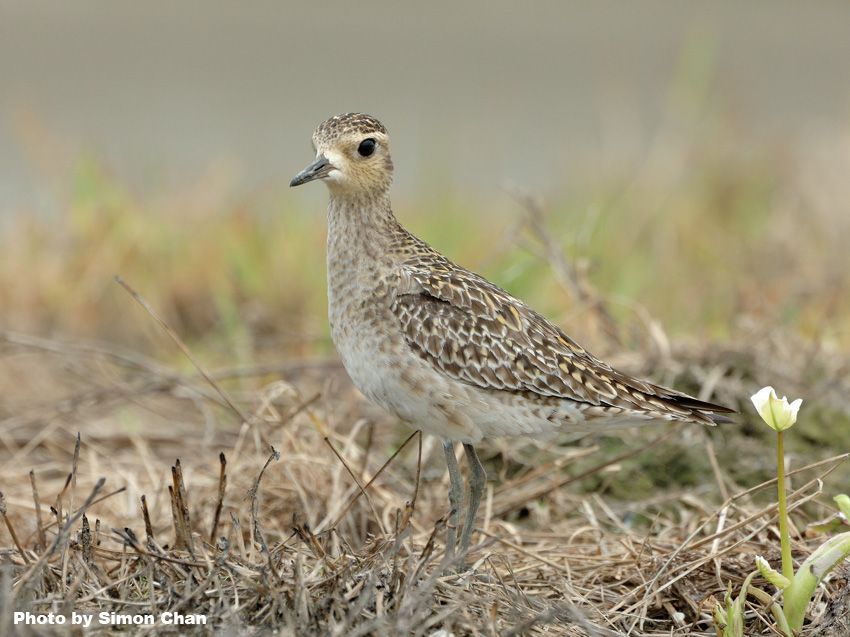 Pacific Golden Plover-1.jpg