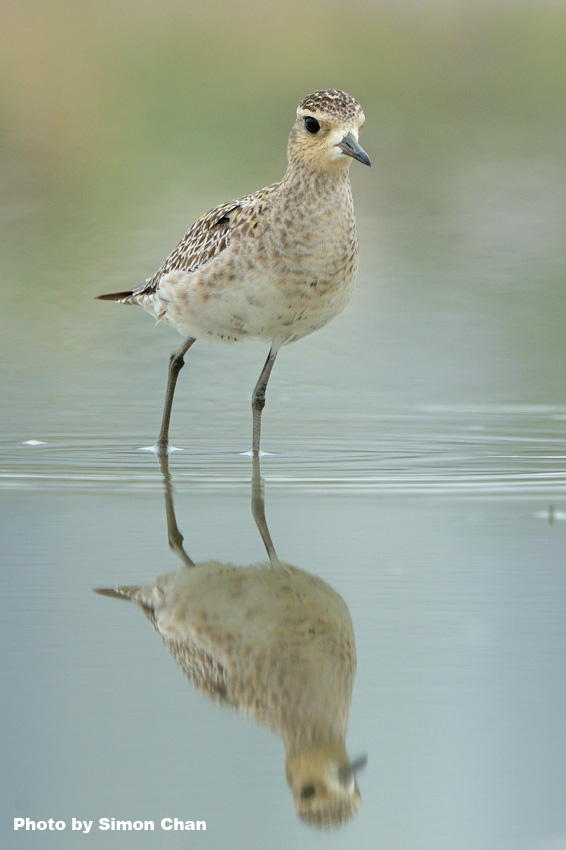 Pacific Golden Plover_5.jpg