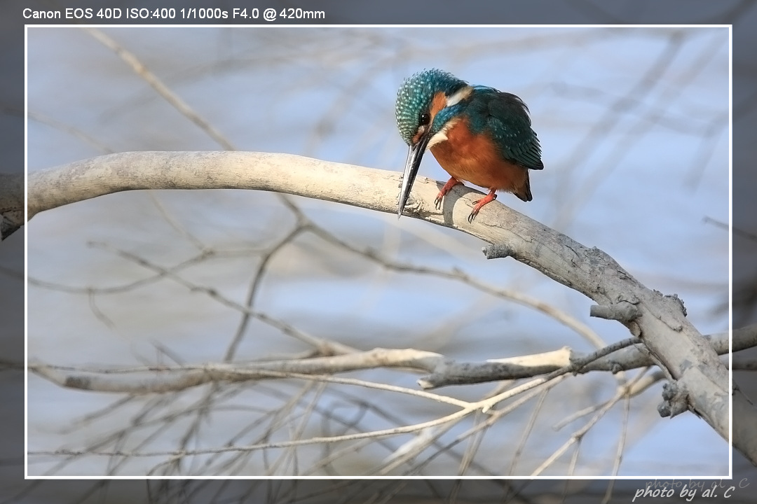 kingfishers03.JPG