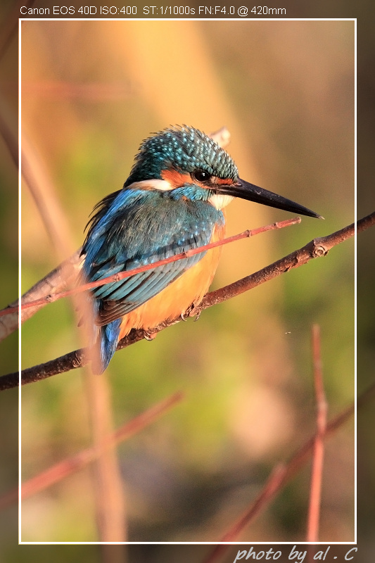 kingfisher001.JPG