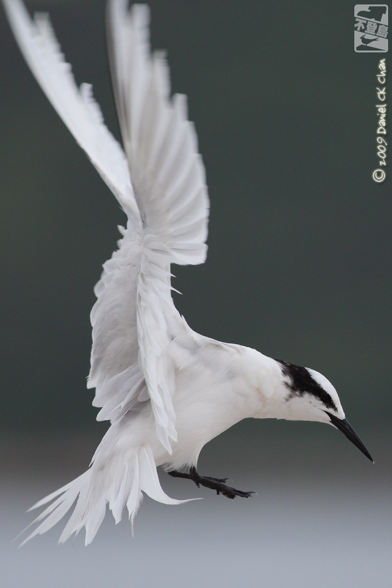 birds2009065_DCKC2124_1200.jpg