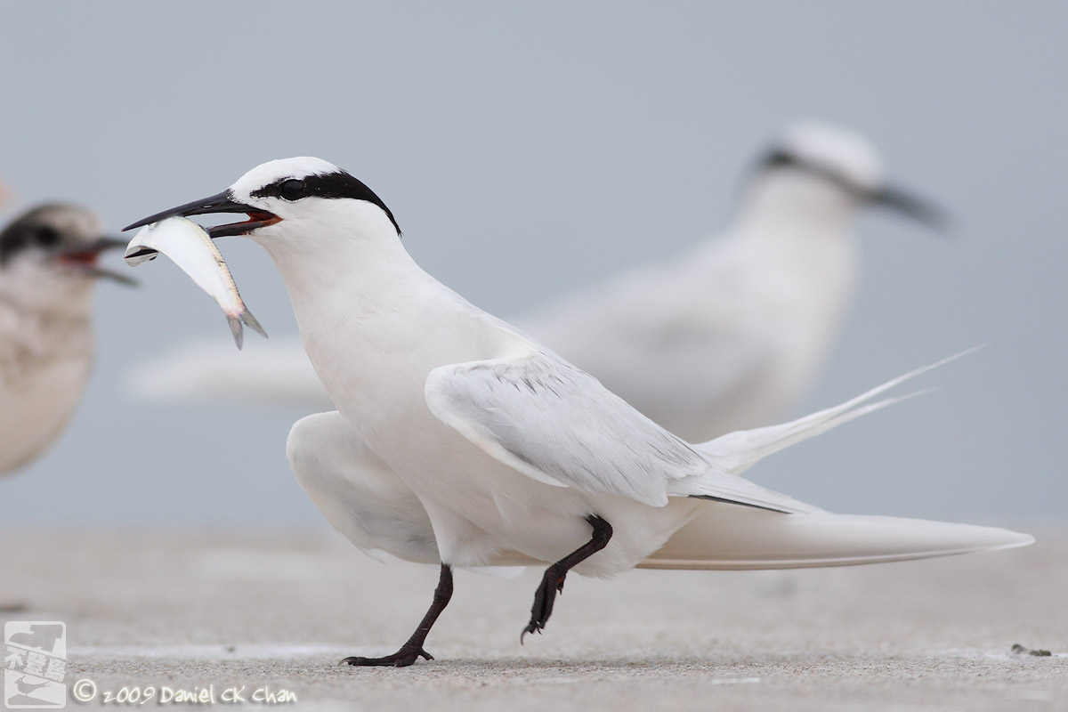 birds2009074_DCKC2200_1200.jpg