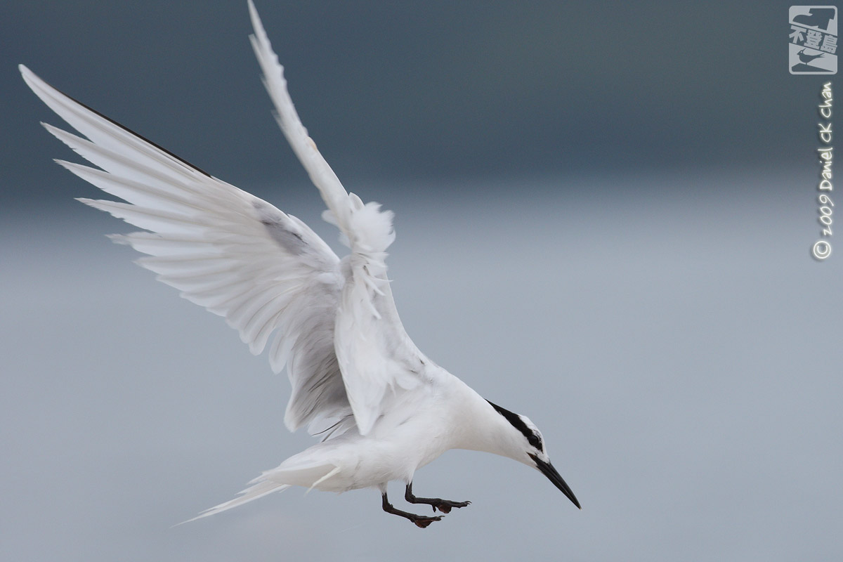 birds2009063_DCKC2095_1200.jpg